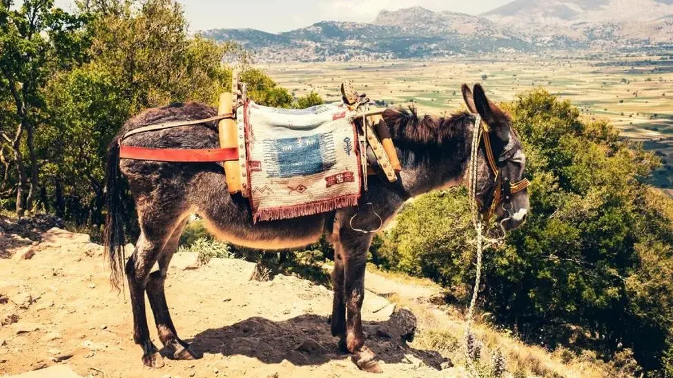 Familia, măgarul și judecățile lumii